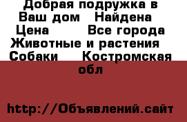 Добрая подружка,в Ваш дом!!!Найдена › Цена ­ 10 - Все города Животные и растения » Собаки   . Костромская обл.